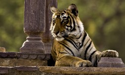 Ranthambhore1.jpg